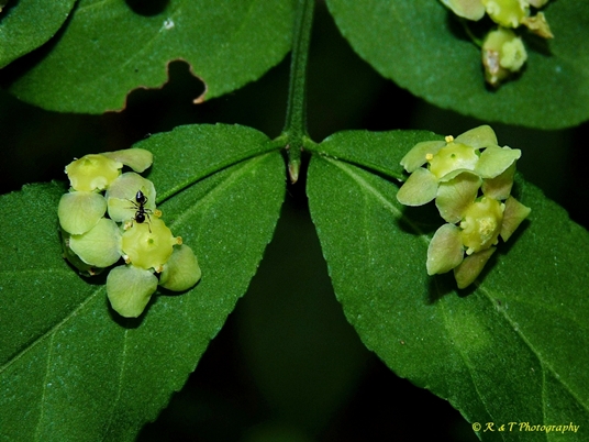 {Euonymus americanus}